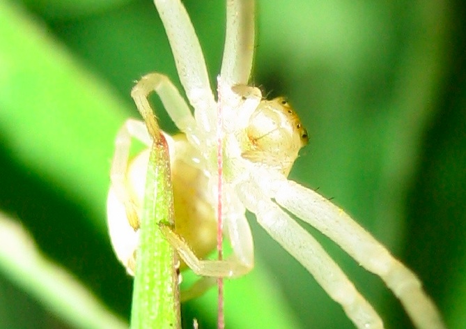 Misumena vatia